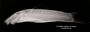 Pseudoancistrus nigrescens FMNH 53105 holo lat x